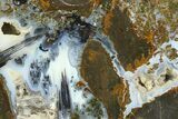 Colorful Polished Thunderegg Half - Nevada #337802-1